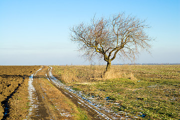 Image showing tree