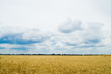 Image showing field of wheat under cloudy sky