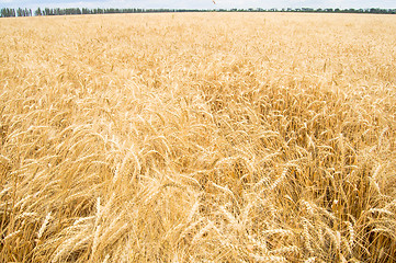 Image showing field of wheat