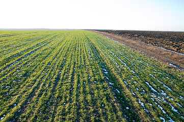 Image showing winter field