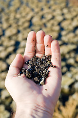 Image showing handfull of soil