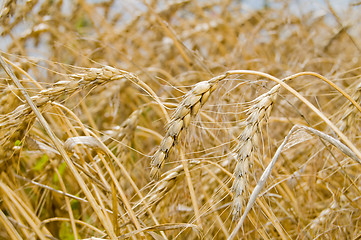 Image showing corn