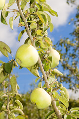 Image showing harvest of ripe green apples on a branch