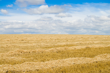 Image showing yellow field
