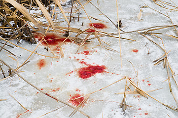 Image showing animals blood over snow