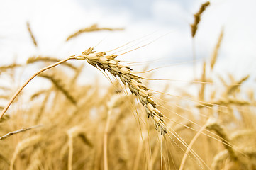 Image showing golden wheat field in summer