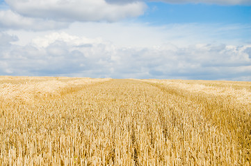 Image showing after harvesting