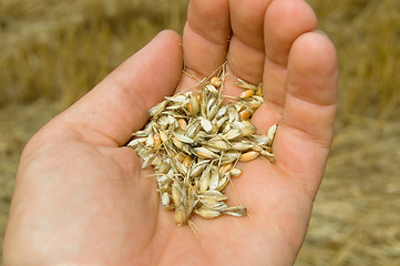 Image showing corn in hand