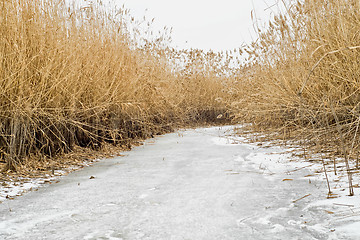 Image showing Winter thickets of reeds covered with frost