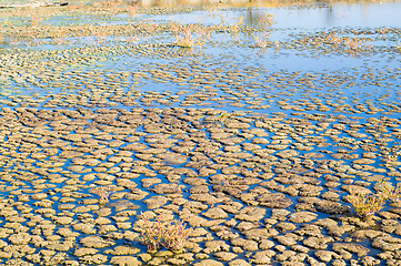 Image showing swamp land