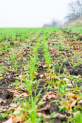 Image showing green grass on field