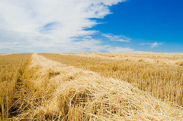 Image showing straw