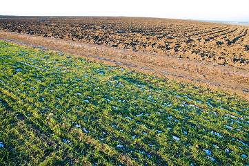 Image showing harvest