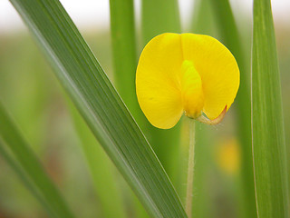 Image showing weeds