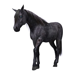 Image showing Black Horse with Blue Eyes