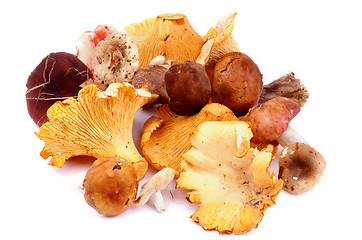 Image showing Forest Mushrooms