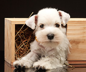 Image showing Miniature schnauzer puppy