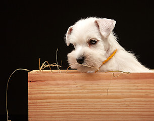 Image showing Miniature schnauzer puppy