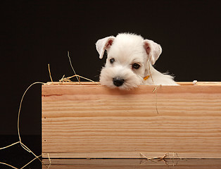 Image showing Miniature schnauzer puppy