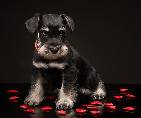 Image showing Miniature schnauzer puppy