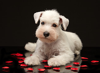 Image showing Miniature schnauzer puppy