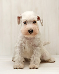 Image showing Miniature schnauzer puppy