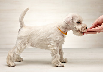 Image showing Miniature schnauzer puppy