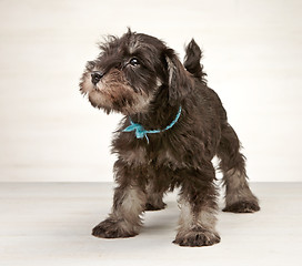 Image showing Miniature schnauzer puppy