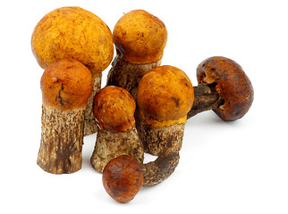 Image showing Orange-Cap Boletus
