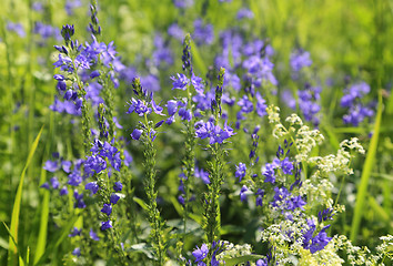 Image showing Beautiful wildflowers