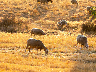 Image showing Sheep grazing in a paddock