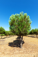 Image showing Evergreen fir plantation