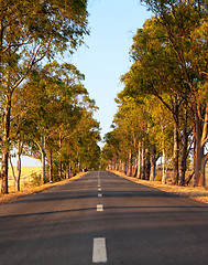 Image showing Tree-lined tarred road