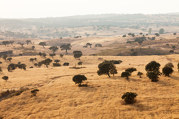 Image showing Rural landscape with grassland and a mist