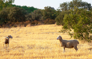 Image showing Sheep grazing in a paddock