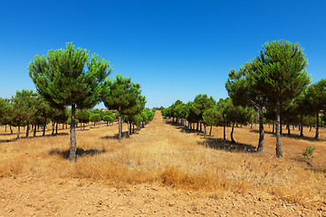 Image showing Evergreen fir plantation