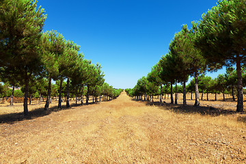 Image showing Evergreen fir plantation