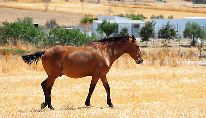 Image showing Horse walking through a pasture
