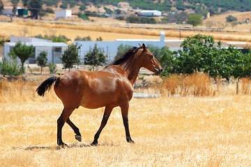 Image showing Horse walking through a pasture