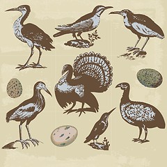 Image showing Vintage birds illustrations. Vector set