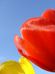 Image showing Summer Tulips