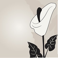 Image showing Vector illustration of calla lilies