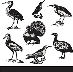 Image showing Vintage birds illustrations. Vector set