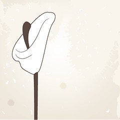Image showing Vector illustration of calla lilies