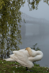 Image showing Early morning rest