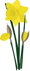 Image showing Dafodills on grunge background. Vector illustration