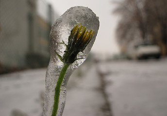 Image showing Frozen world