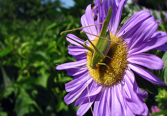 Image showing Tettigonia viridissima