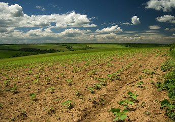 Image showing On the field