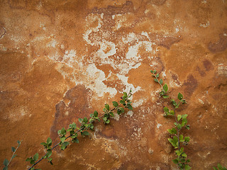 Image showing Grunge garden wall